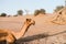 Camel hanging around in the Thar desert near Jaisalmer India