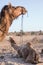 Camel hanging around in the Thar desert near Jaisalmer India