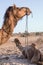 Camel hanging around in the Thar desert near Jaisalmer India