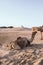 Camel hanging around in the Thar desert near Jaisalmer India