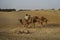 Camel hanging around in the Thar desert near Jaisalmer India