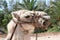 Camel With Harness