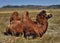 The camel has a rest in the steppe.