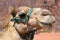 Camel head, close-up, in the background rocks in the desert of Wadi Rum, Jordan