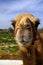 Camel head close up in desert