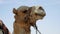 Camel head closeup outdoors