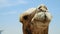 Camel head closeup outdoors