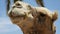 Camel head closeup outdoors