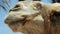 Camel head closeup outdoors