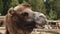 Camel head on the farm behind the fence close up