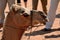 Camel head in front of legs of tourists