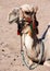 Camel head with multicolored bridle closeup.