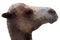 Camel Head, Vector Illustration