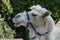 Camel head in zoo with blue bridle