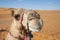 Camel headshot