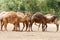 Camel herd