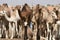 Camel herd