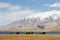 Camel herd grazing in the grasslands near Lake Karakul