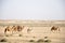 Camel herd living in the Sahara desert, Tunisia