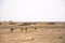 Camel herd living in the Sahara desert, Tunisia