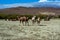 Camel herd in the steppe