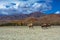 Camel herd in steppe landscape