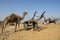 Camel herder at Pushkar