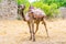 Camel in the historic part of Side. Turkey. Side city.