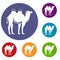 Camel icons set