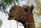 A camel in India
