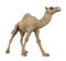 Camel Isolated