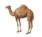 Camel Isolated