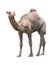 Camel isolated white