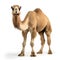 Camel isolated on white background. 3D illustration.