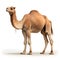 Camel isolated on white background. 3d illustration. Side view.