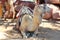 Camel in Israel