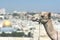 Camel in Jerusalem