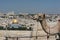 Camel in Jerusalem