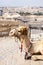 Camel Jerusalem