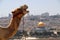 Camel in Jerusalem