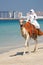 Camel on Jumeirah Beach, Dubai