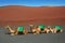 Camel in Lanzarote in timanfaya fire mountains