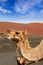 Camel in Lanzarote in timanfaya fire mountains