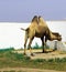 The camel is a large mammalian animal.Askania-Nova Nature Reserve