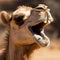 Camel laughs, smiles, rejoices, close-up portrait, funny photo