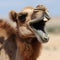 Camel laughs, smiles, rejoices, close-up portrait, funny photo