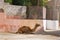 A camel on a leash near the house