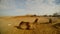 Camel lies on the ground, another camel rolls the girl in the distance, to the south-east of Turkey, on the border with Syria