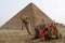 Camel lies near pyramid of Menkaure, Giza, Egypt