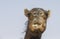 Camel in Liwa desert